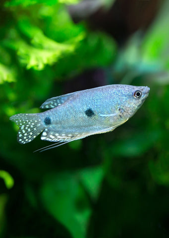 Three Spot Gourami