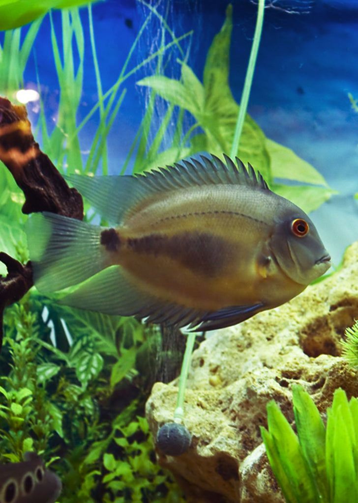 Uaru Cichlid