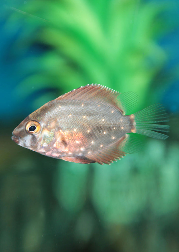 Uaru Cichlid