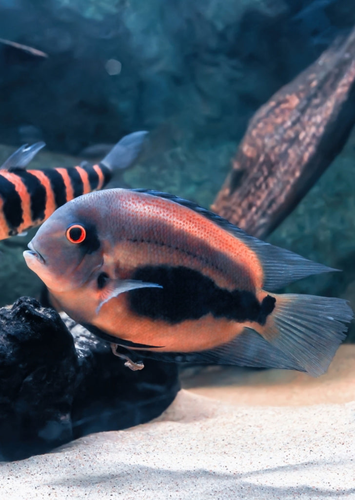 Uaru Cichlid