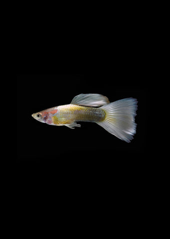 White Tail Guppy