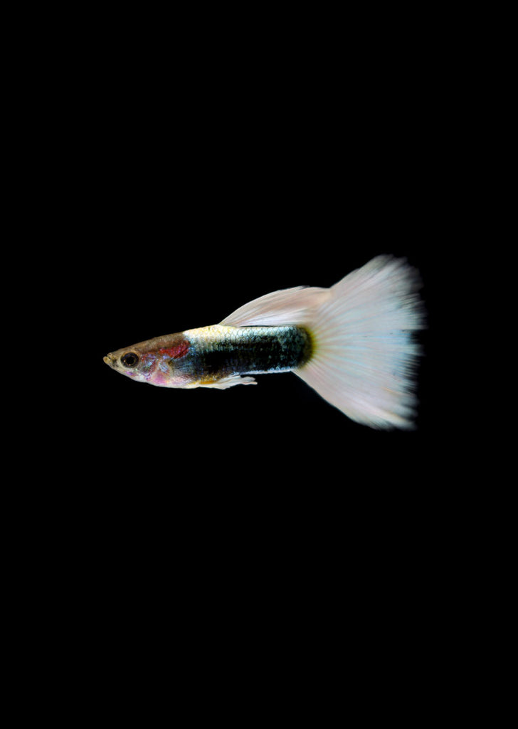 White Tuxedo Guppy