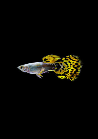 Yellow Leopard Guppy