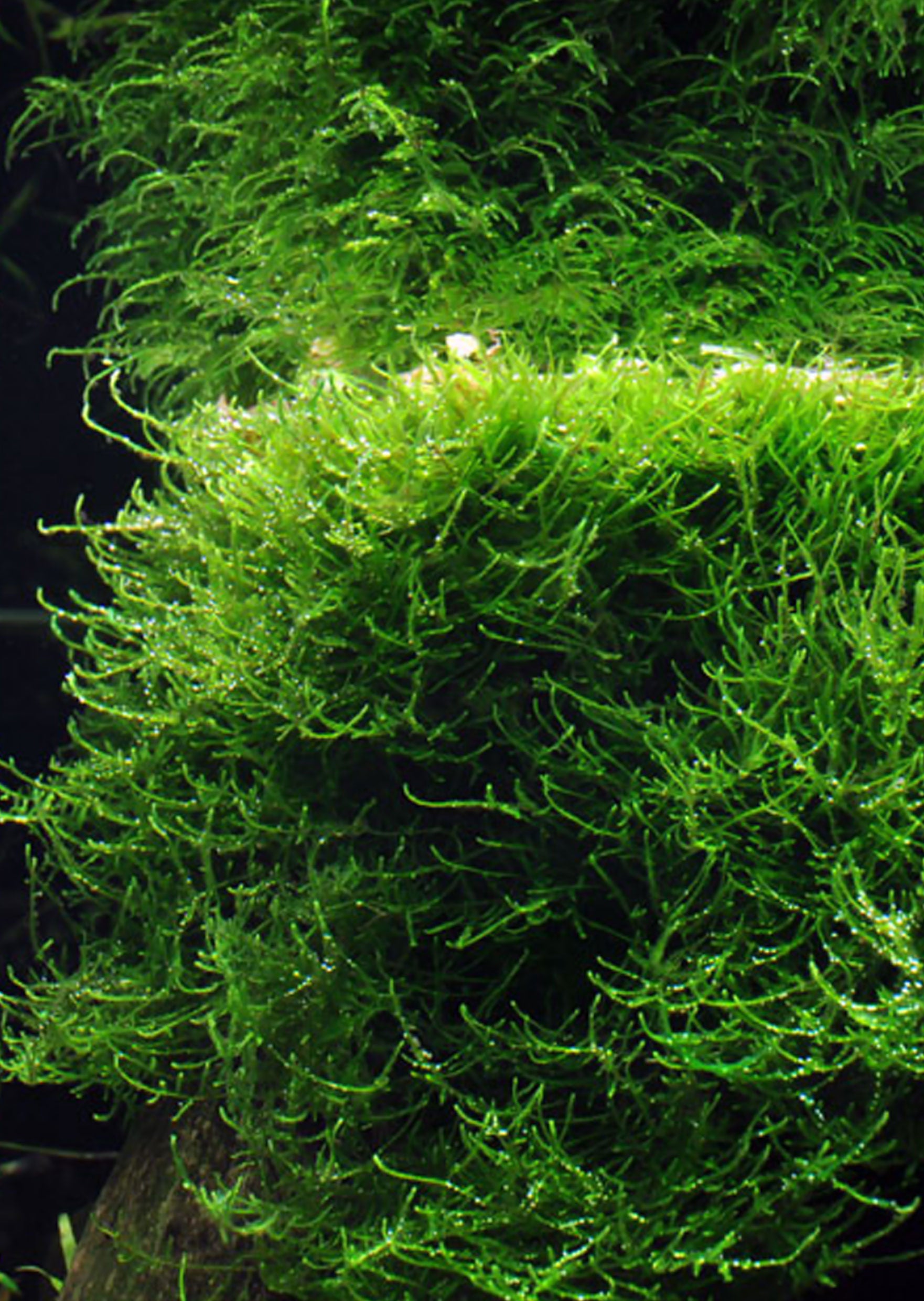 Taxiphyllum barbieri Java moss - 1-2-GROW!