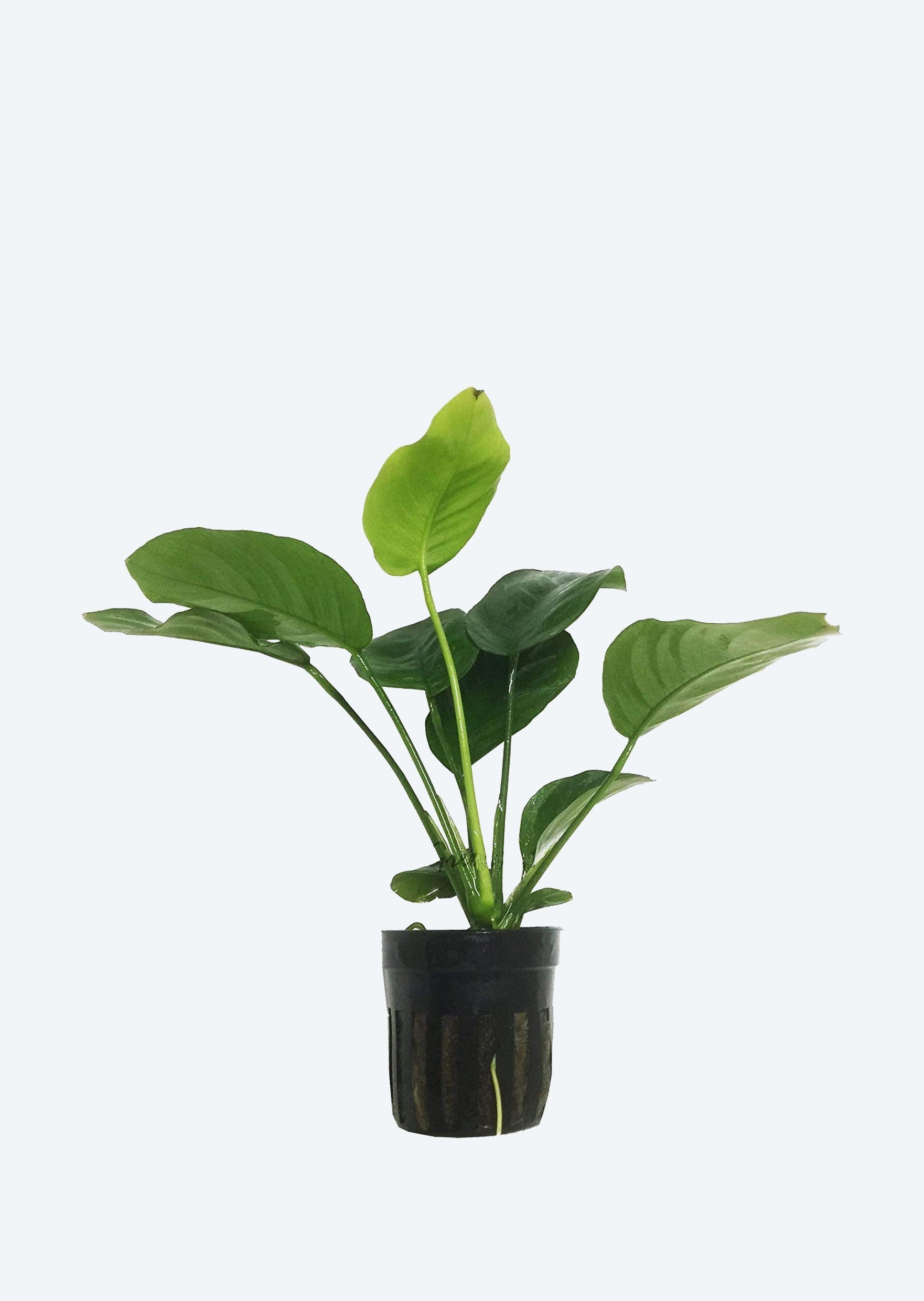 Anubias barteri var. barteri