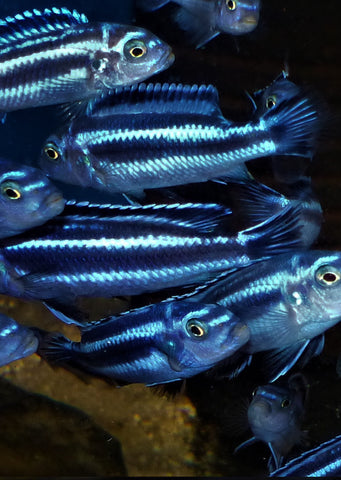 Blue Johanni Cichlid