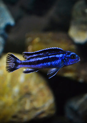 Blue Johanni Cichlid