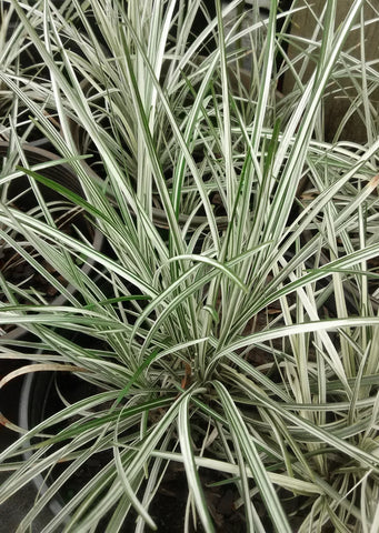 Ophiopogon Japonicus 'variegata'