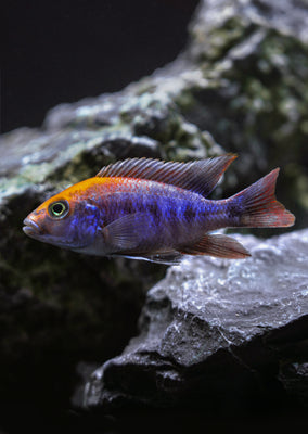 Ovatus Cichlid