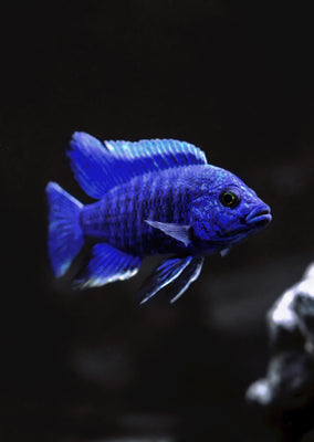 Peacock Blue Cichlid