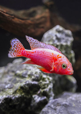 Peacock Dragon Blood Cichlid Pink