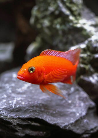 Peacock Dragon Blood Cichlid Red