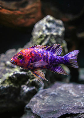 Peacock OB Cichlid Pink