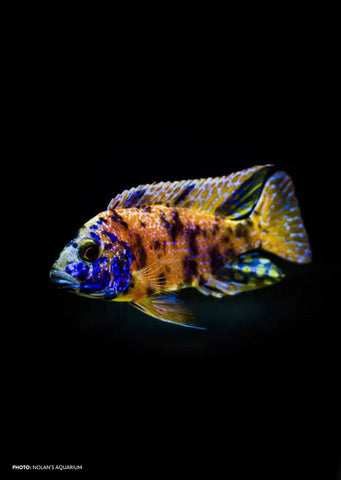 Peacock OB Cichlid Yellow