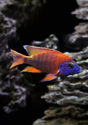 Peacock Red Rubin Cichlid