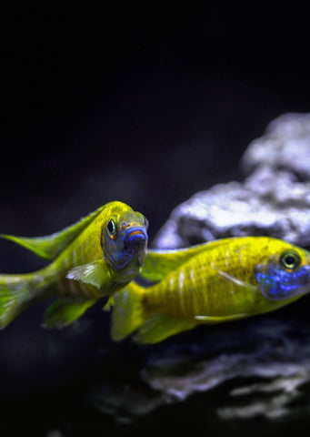 Peacock Yellow Cichlid