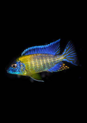 Peacock Blue Neon Cichlid