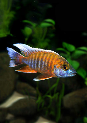 Peacock Eureka Cichlid