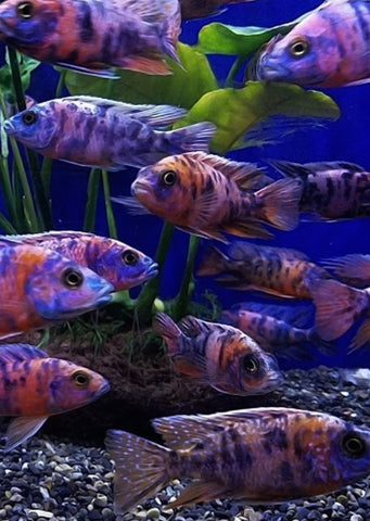 Peacock OB Cichlid Pink