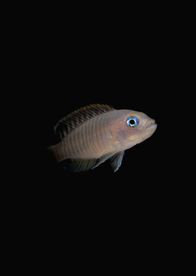 Shell Dweller Cichlid